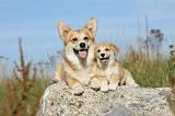 CORGI PEMBROKE 793